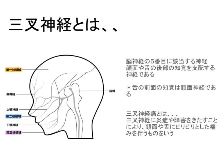 三叉神経痛|整骨院勉強会にて |堺市・富田林の整骨院グループ 【たな骨グループ】